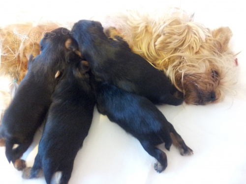 Prod�m �t�n� Jork��rsk�ho teri�ra s PP - fene�ku