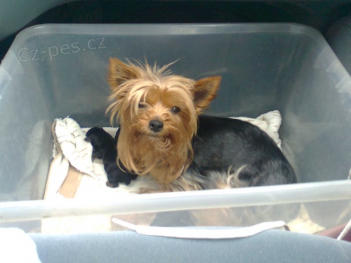 jork��rsk� terier-rezervace