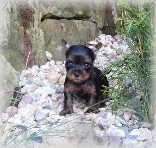 Jork��rsk� teri�r