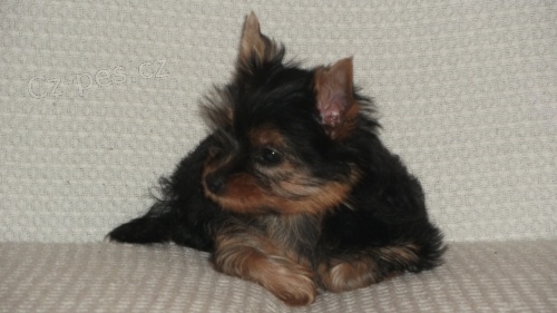 Jork��rsk� teri�r s PP