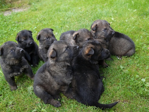 N�meck� ov��k s PP