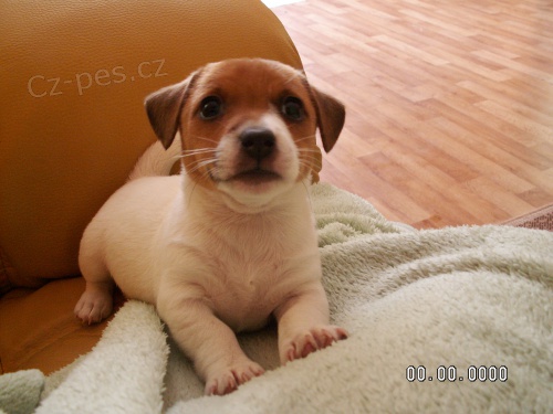 Prodm tn Mini Jack Russell