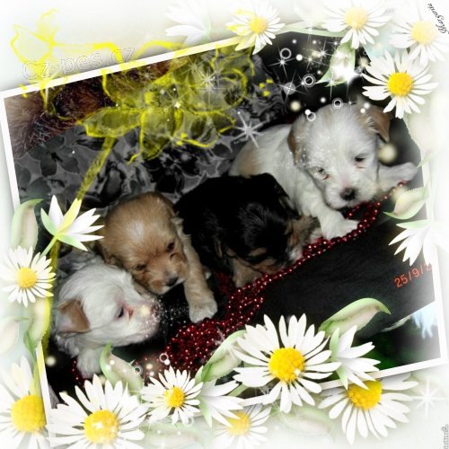 Golddust yorshire terrier - jork��r