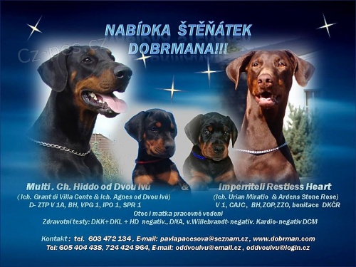 Zad�m �t��ata dobrmana