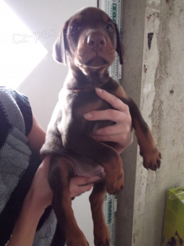 Dobrman �t��ata