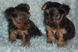 Jork��rsk� terier - �t��ata bez pp