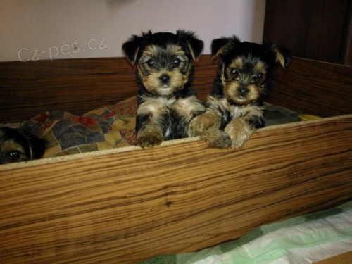 Prod�m �t���tka Jork��rsk�ho teri�ra-pejsky bez PP