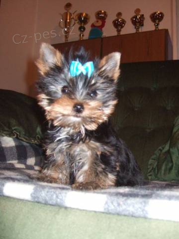 Jork��rsk� teri�r s PP