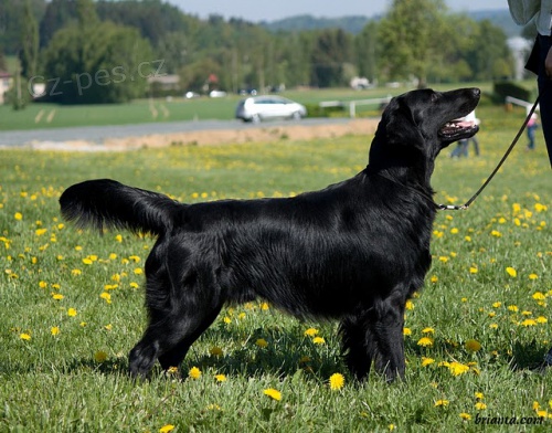 Flat coated retriever