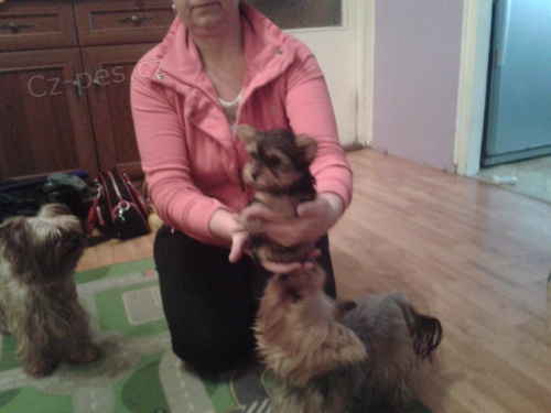 Jork��rsk� teri�r