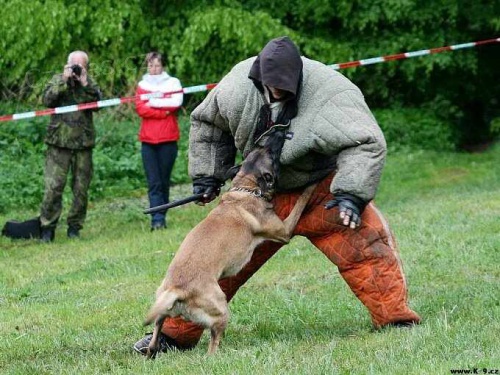 Belgick ovk malinois - tata