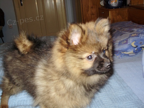 N�meck� �pic mal�