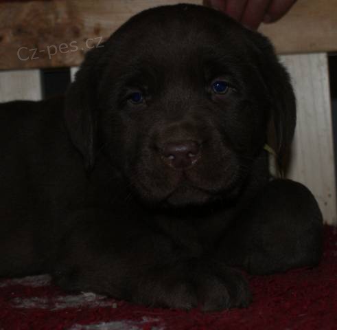 Labrador Retriever s PP