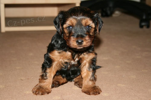 �t�n� JORK��RA - zad�me