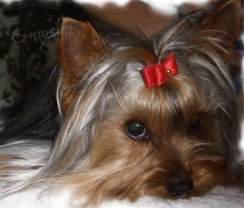 Kryt� jork��rsk� teri�r, jork��r