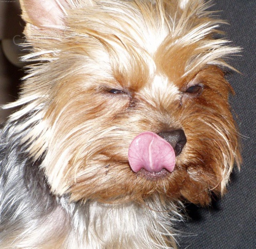 Koup�m �t�n�tko york��ra (kluka) s PP