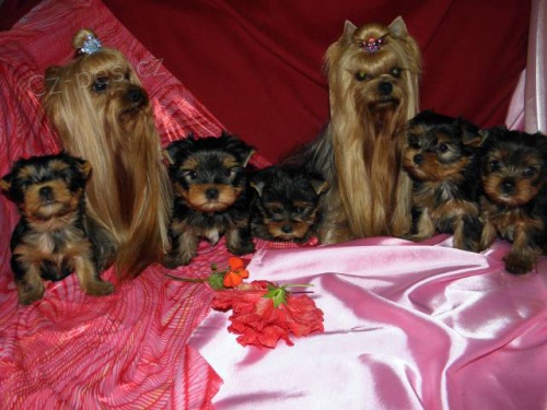 Jork��rsk� terrier-�t��ata s PP