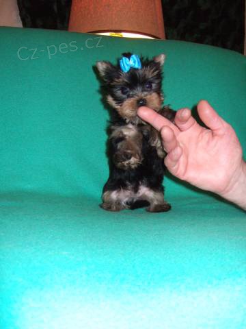 Jork��rsk� teri�r s PP