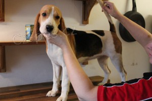 Beagle fenka s PP