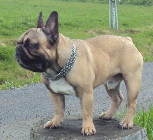 Nabdka kryt