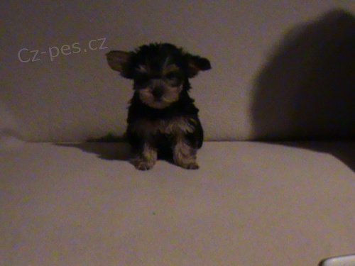 Jork��rsk� terier bez PP