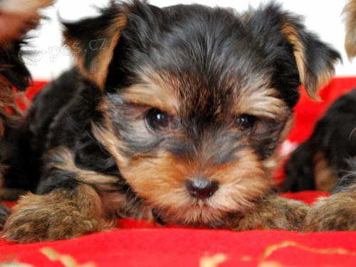 Jork��rsk� terier 