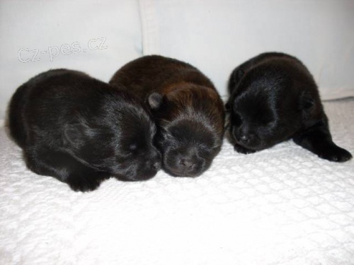 Fene�ky mal�ho n�meck�ho �pice s PP