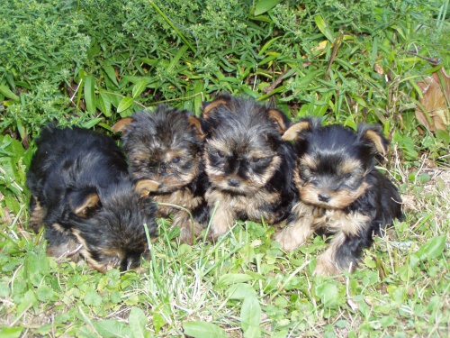 Jork��rsk� terier