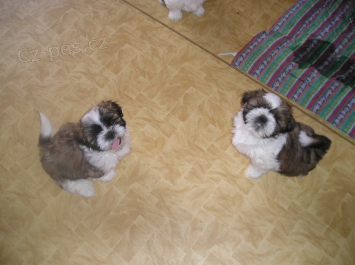 Prodm Shih tzu