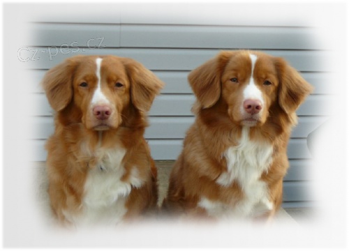 Koupm FENU Nova Scotia duck tolling retriever