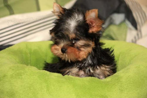 Jork��rsk� terier