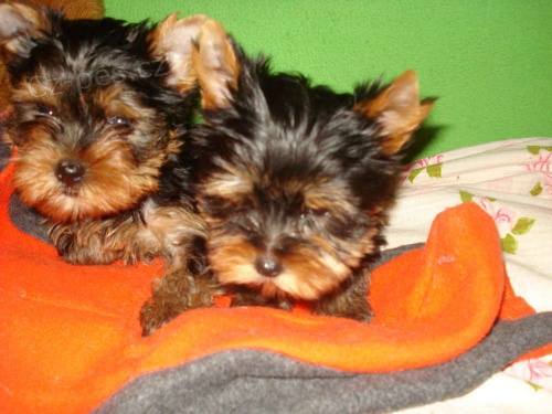 Jork��r teri�r- �t���tka s PP