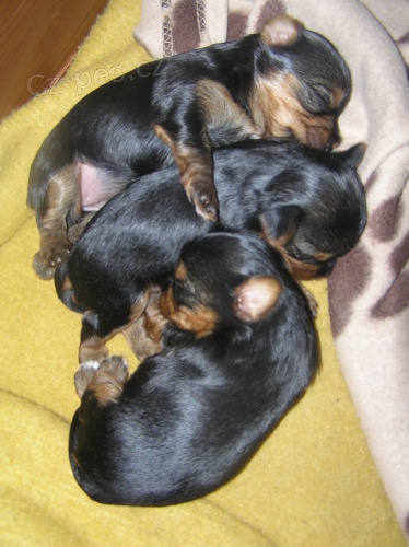 Jork��rsk� teri�r- prodej