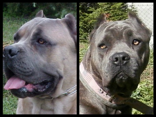 Cane Corso �t���tka prod�m