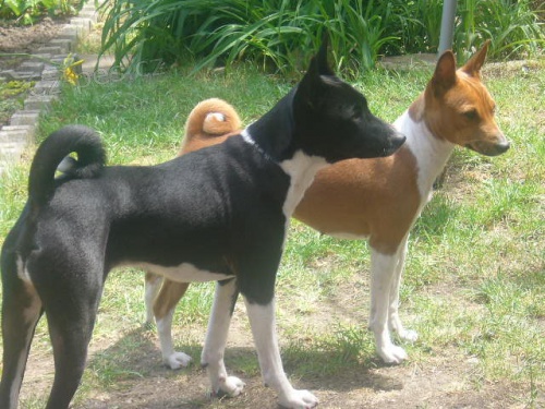 Basenji tn