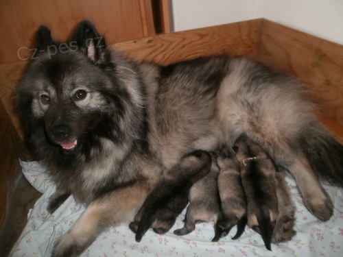 N�meck� �pic vl��