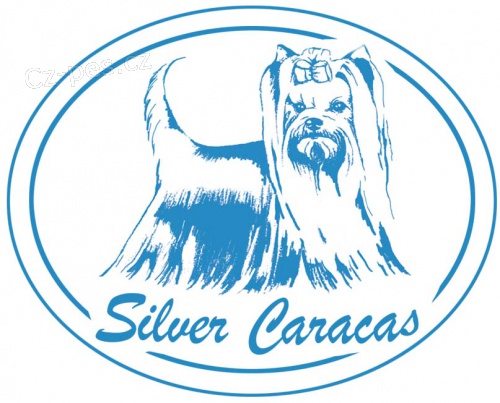 JORK��RSK� teri�r s PP - �T��ATA, yorkshire terrier