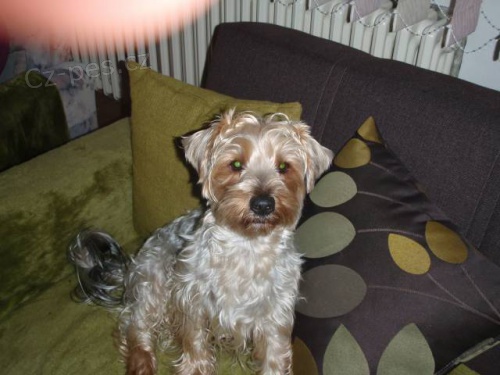 Hled�m psa York��rsk�ho teri�ra