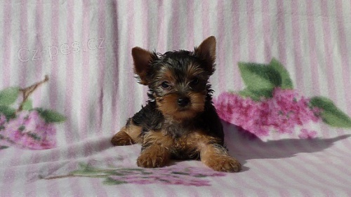 Jork��rsk� teri�r - fenka