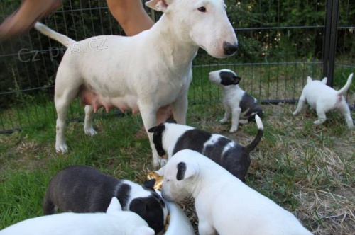 Miniature bull terrier