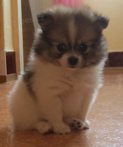 N�meck� �pic trpasli��