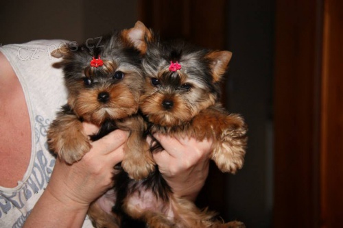 Jork��rsk� terier