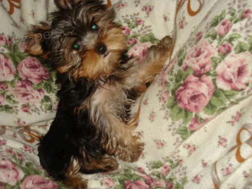 Jork��r teri�r-�t���tka s PP