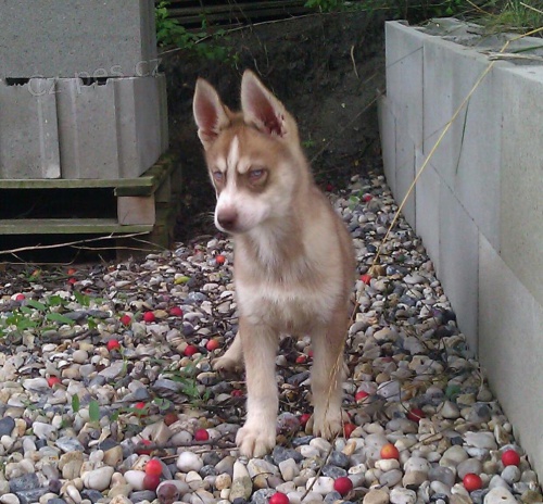 Sibi�sk� husky bez PP