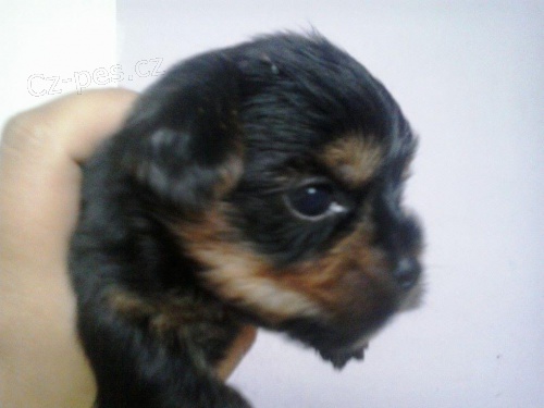 Prod�m  fene�ku jok��rsk�ho teri�ra