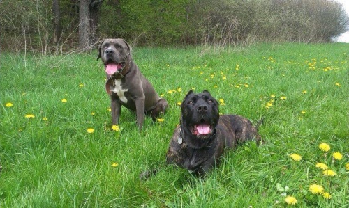 Bandok, prod�m �t��ata