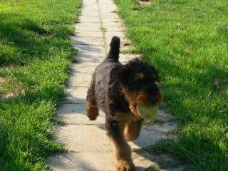 Erdelterier (Airedale terrier)