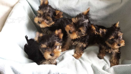 Jork��r teri�r-�t���tka s PP