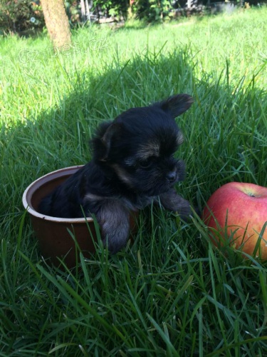 Jork��rsk� teri�r 