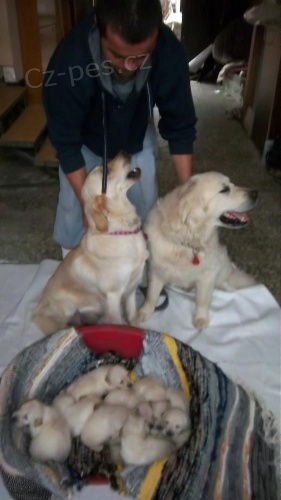 Psi, �t��ata, zlat� retr�vr